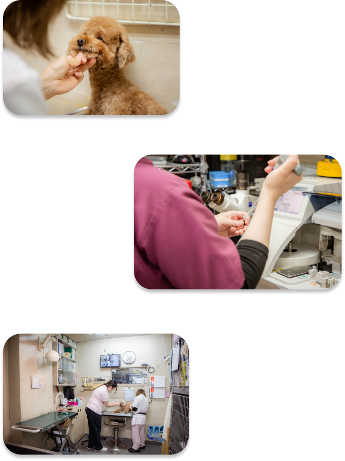 ナガワ動物病院では、幅広い知識・技術を備えたゼネラリストとしての診療を行っています。