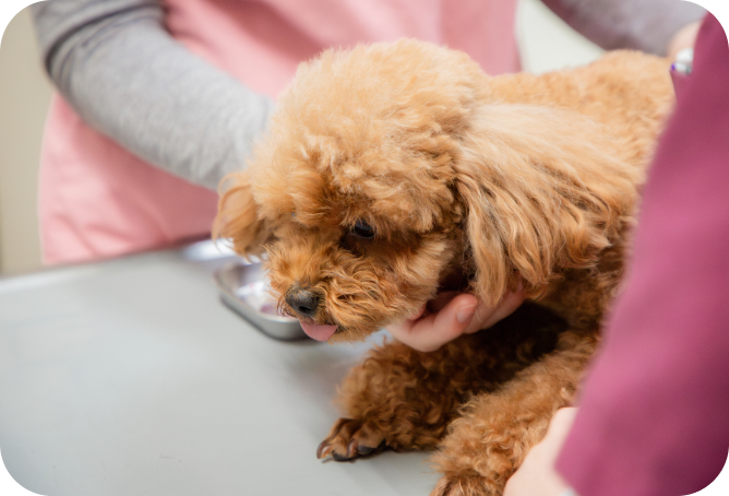 ナガワ動物病院、出会いからお別れまでを、すぐそばで支える。