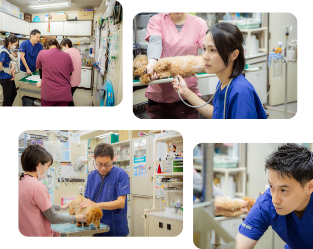 ナガワ動物病院では、幅広い知識・技術を備えたゼネラリストとしての診療を行っています。