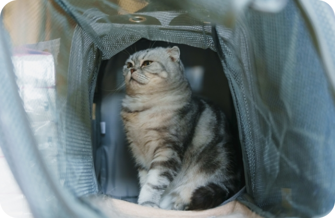 ナガワ動物病院の特徴について